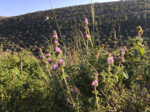 One of the many wild zaatar plants of the hill region, known locally as zaatar rumi or whorled savory, is one of the sacred herbs gathered, dried, and used in Palestinian cuisine. In the background, a typical terraced hillside of olive trees, which provide the cornerstone of Palestinian food independence.