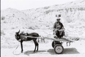 The black and white photo shows from the side a donkey with a two-wheeled trailer, on which a man sits facing the camera. He carries on his head small square packages, which are fastened with cords. He looks skeptical, the donkey's head is turned backwards towards him. The nature in the background is a hilly stone desert.