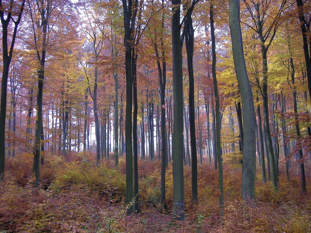 Ein Foto von Bäumen mit gelben und braunen Blättern