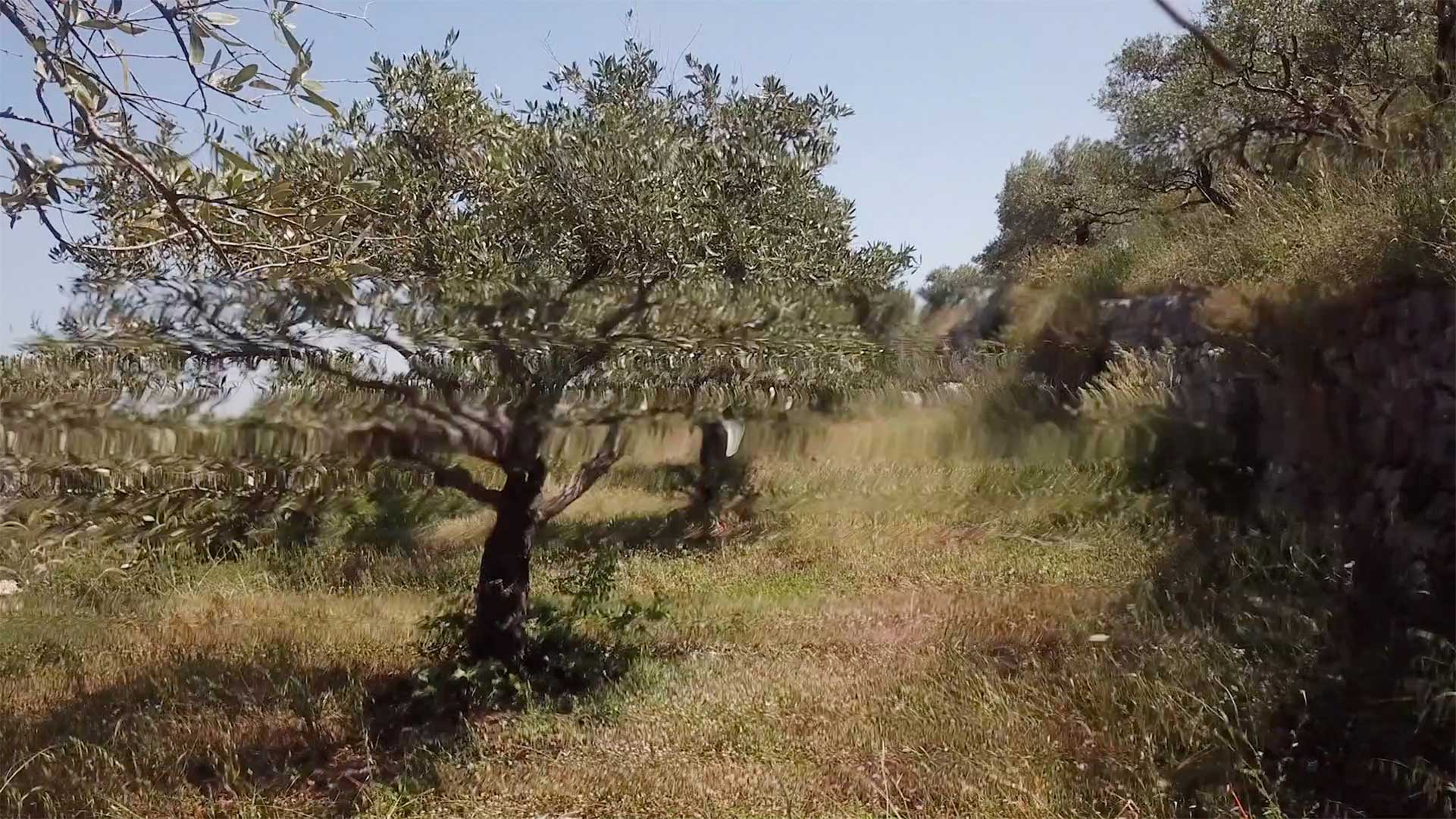 A meadow with olive trees and a wall on the right side.