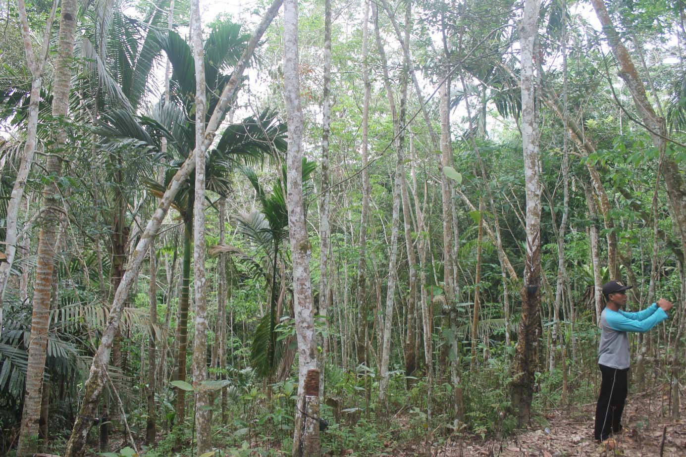 Photo of a forest. Palm trees and tree trunks, on the right a man cutting the nut palm.