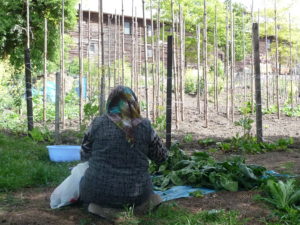 Foto einer Person die im Garten auf dem Boden sitzend arbeitet.