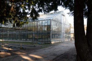 The photo shows a greenhouse diagonally from the side. In front of the greenhouse runs a path on which sunbeams fall, on the right front of the picture a dark tree, whose branches and greenery reach into the picture.