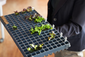A small seed tray in which green lettuce is grown.